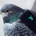 20844 Лондонские голуби патрулируют город
