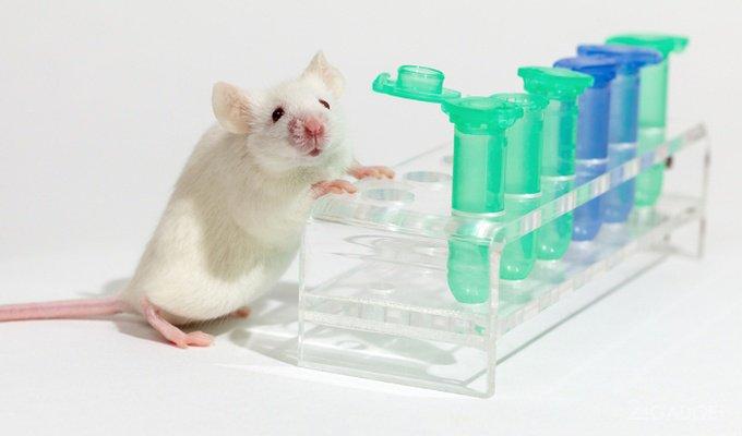 39402 Учёные вылечили мышей от ВИЧ