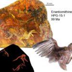 40150 Обнаружен птенец возрастом почти 100 млн. лет