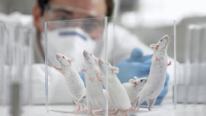 43269 Ядерная медицина полностью излечила мышей от онкологии